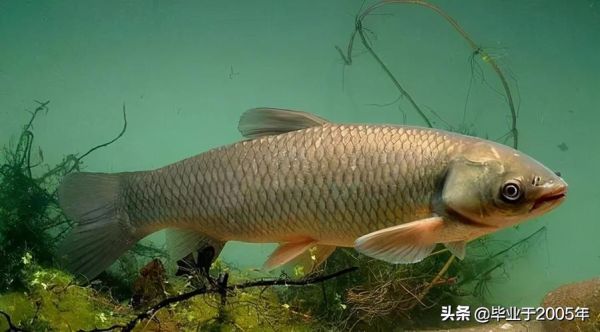 淡水鱼的种类图片( 常见淡水鱼都有哪些图片)