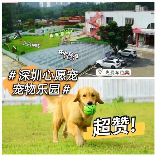 深圳 宠物(你的宠物也能过得幸福)