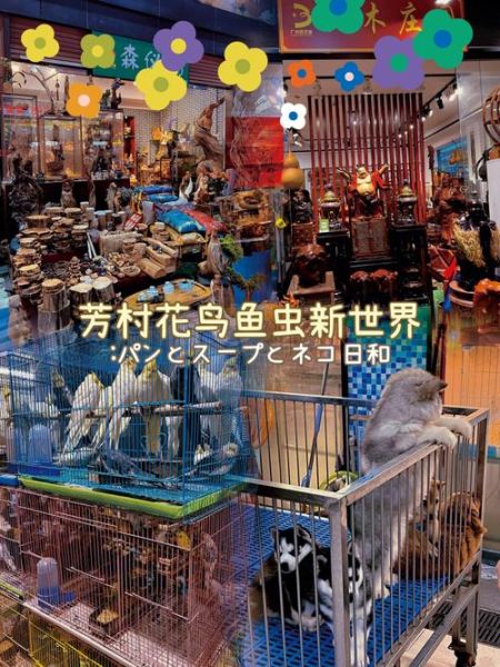 深圳 宠物市场(花世界还是梅林)