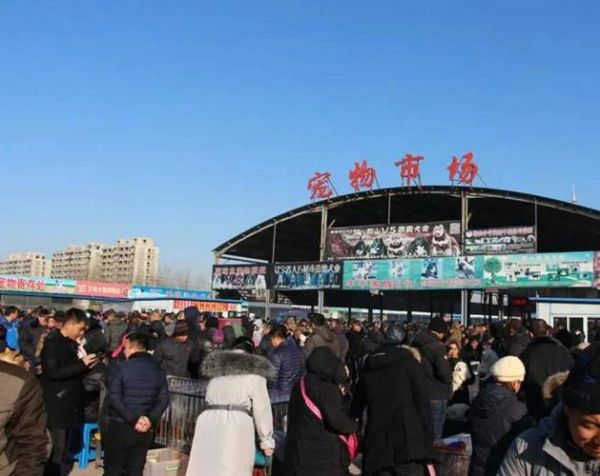深圳宠物市场(宠物市场该怎么选)