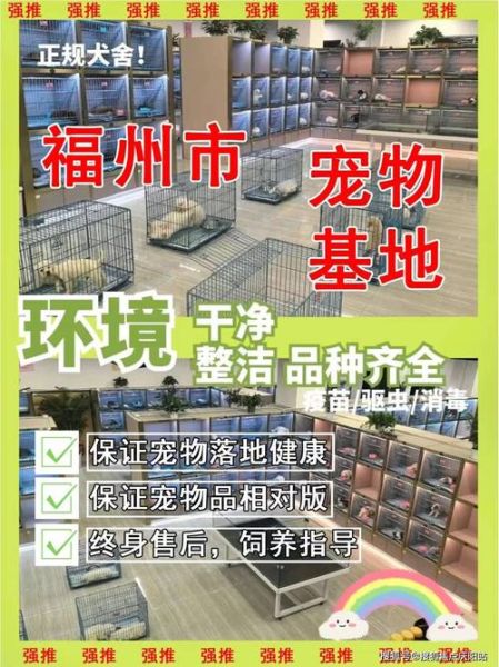 深圳宠物店(福安家宠物店品种多吗)