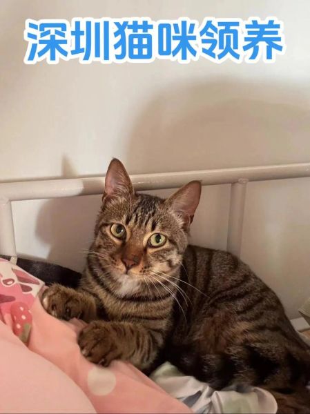 深圳宠物猫领养(深圳哪里可以领养猫)