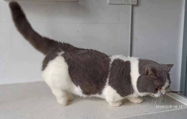 深圳宠物猫领养(深圳哪里可以领养猫)