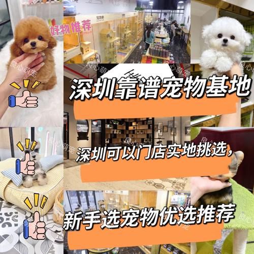 深圳宠物网(深圳宠物网帮你找到最合适)