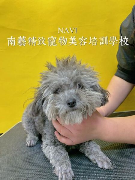 深圳宠物美容(深圳宠物美容服务怎么选)