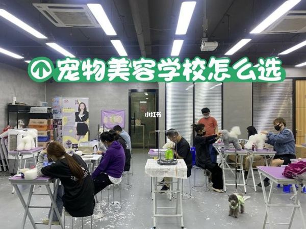 深圳宠物美容(深圳宠物美容服务怎么选)