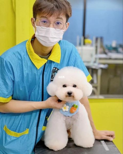 深圳宠物美容培训学校(去百变宠物学校值不值)