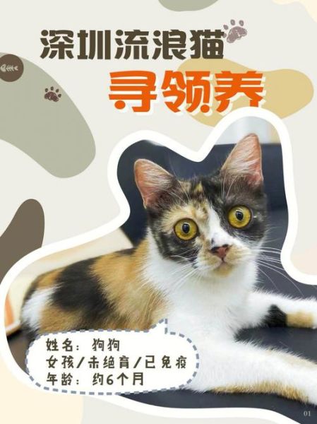 深圳宠物论坛(能找到便宜又好的吗)