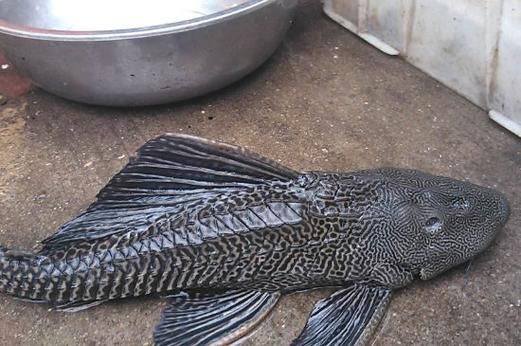 清洁工鱼(它真的能清理掉水族箱里的所有垃圾吗)