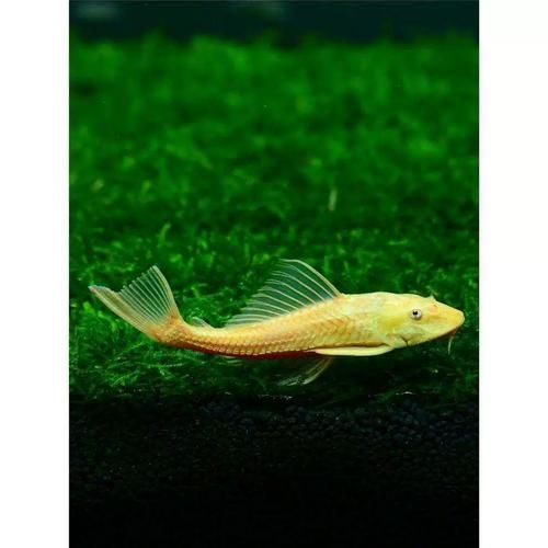 清洁工鱼(它真的能清理掉水族箱里的所有垃圾吗)