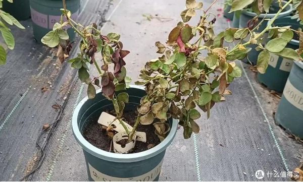 清道夫耐旱能力怎么样(晒多久才能把它晒死)