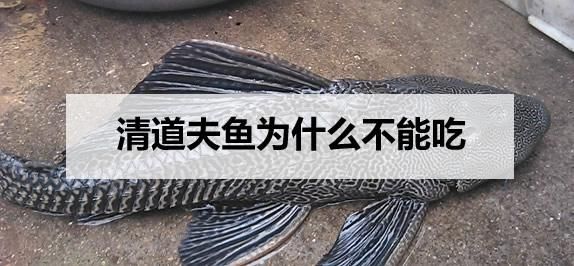 清道夫鱼为什么不能吃(它到底能不能吃)