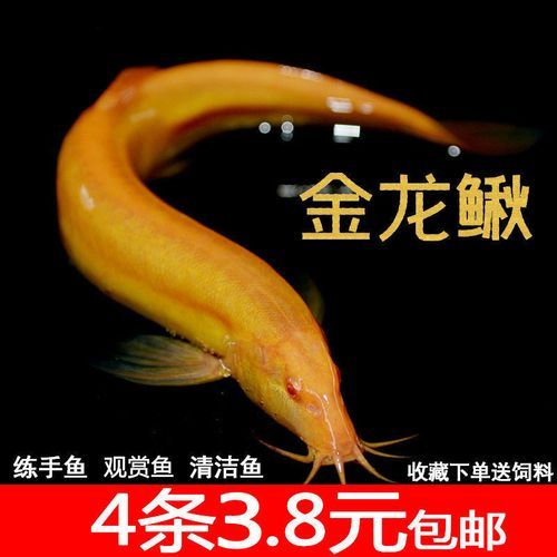 清道夫鱼价格(多少钱一条才划算)