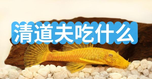 清道夫鱼吃什么(它们会吃其他鱼类的鱼卵吗)