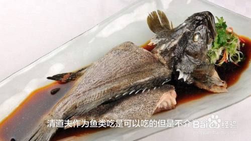 清道夫鱼图片(为什么它会被人放生)