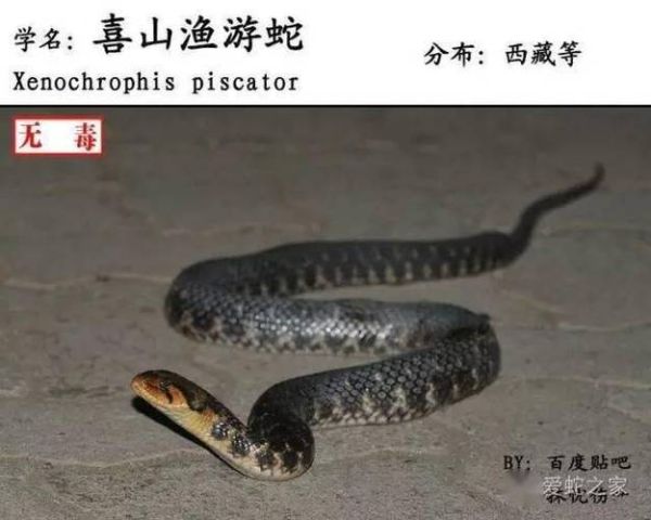 渔游蛇(它和水蛇有什么区别)