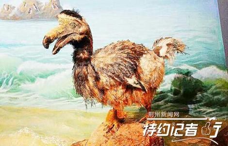 渡渡鸟(它们真的那么容易被灭绝吗)