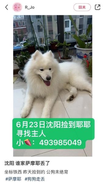 湖南宠物网(长沙狗狗论坛值得关注)