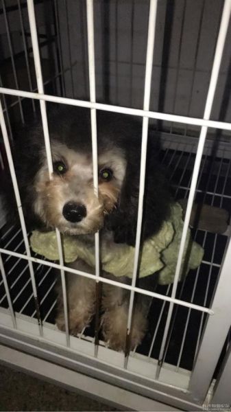 湖南宠物网(长沙狗狗论坛值得关注)