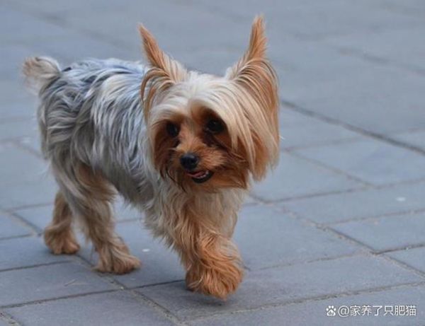 澳洲丝毛梗(它的毛发护理要怎么做)