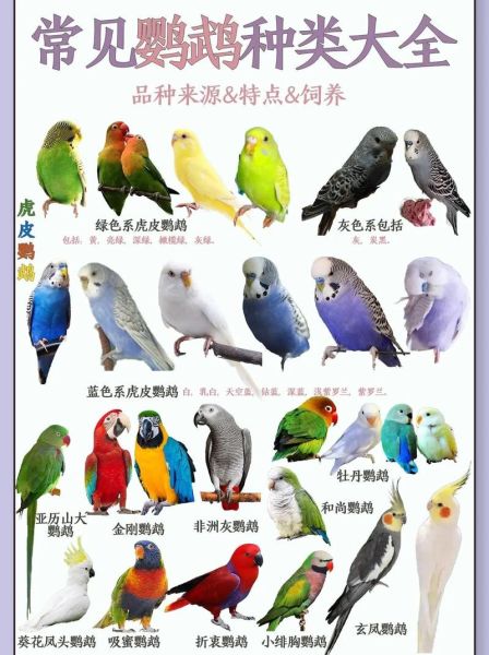 澳洲国王鹦鹉(它们和常见的鹦鹉有什么区别)