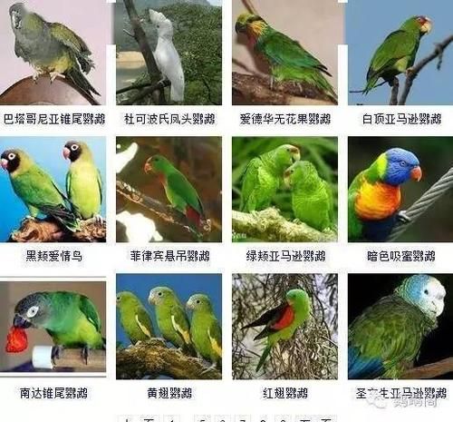 澳洲国王鹦鹉(它们和常见的鹦鹉有什么区别)