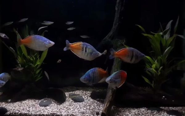 澳洲彩虹鱼(到底是怎么游动的)