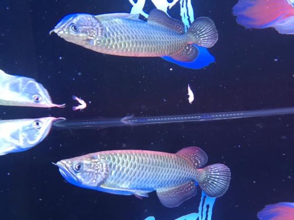 澳洲星点龙鱼(它肉质鲜嫩有筋道吗)