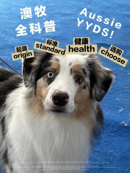 澳洲牧牛犬(跟澳大利亚牧羊犬有什么区别)
