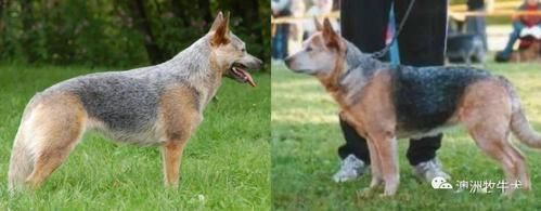 澳洲牧牛犬(跟澳大利亚牧羊犬有什么区别)