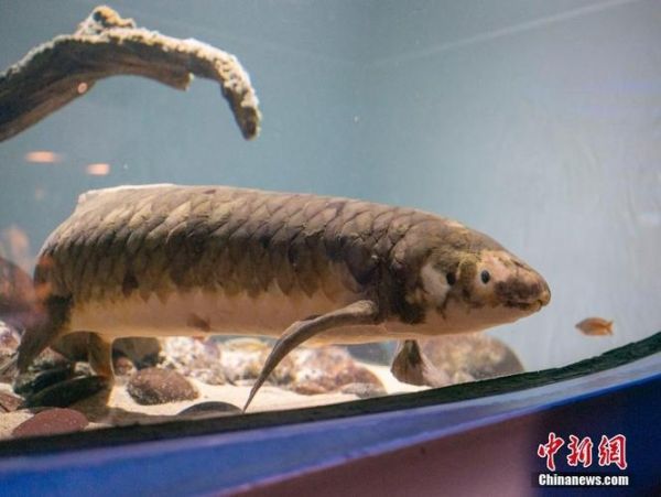 澳洲肺鱼(它到底有多长寿)