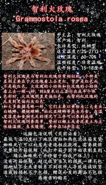 火玫瑰蜘蛛(需要注意什么)