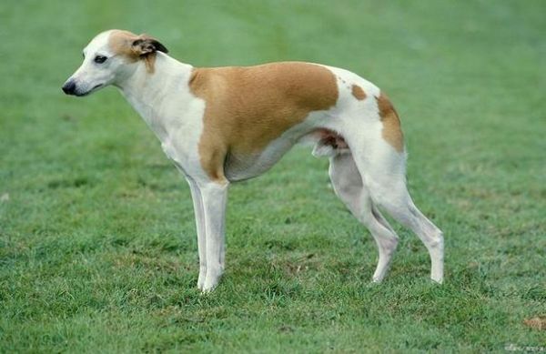 灵堤犬(它有什么特点)