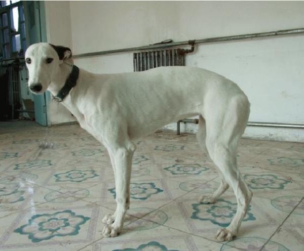 灵提撵兔( 它们是怎样成为牧羊犬的)