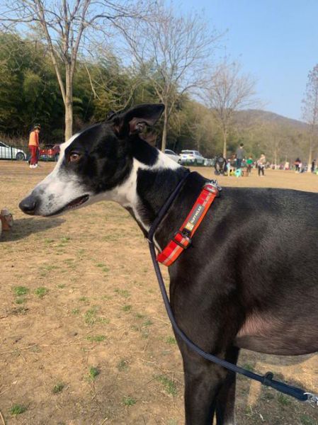 灵缇犬(它在家是不是也这么活泼)