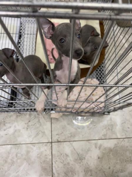 灵缇犬(它在家是不是也这么活泼)