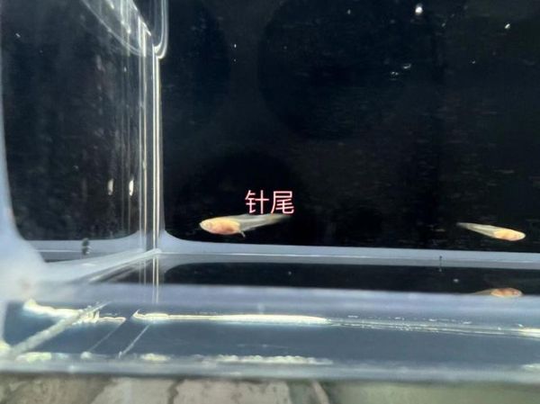 炸鳞(是水温太低还是细菌作怪)