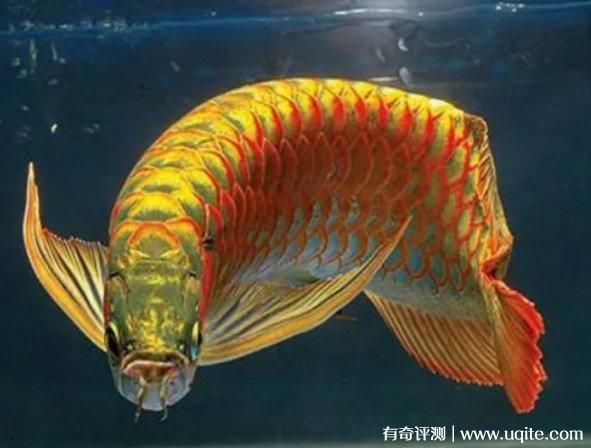 点金龙鱼图片(它真的像金子一样贵吗)