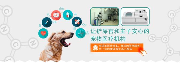 烟台宠物医疗(烟台宠物医疗服务了解一下)