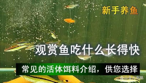 热带鱼养殖( 什么食物才能让它们长得快)