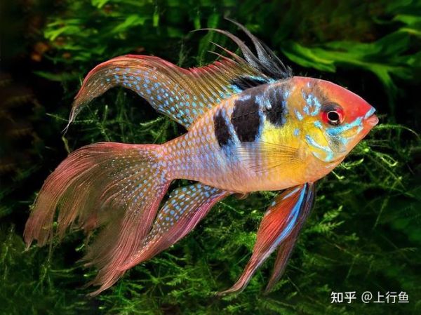 热带鱼养殖( 什么食物才能让它们长得快)