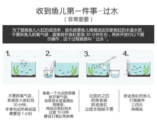 热带鱼怎么养( 怎么才能让它们长得快)
