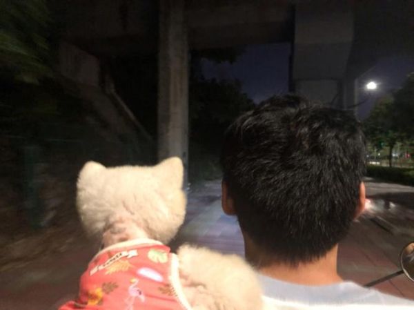 照看宠物狗( 养狗狗的那些坑你都踩过吗)