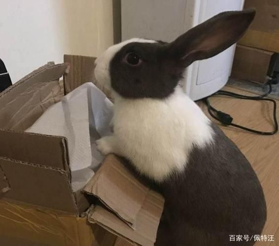 熊猫兔怎么养( 它会吃胡萝卜吗)