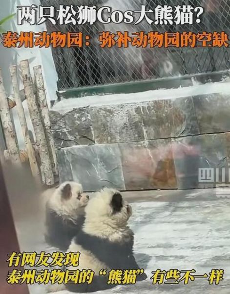 熊猫狗(泰州动物园的熊猫犬到底是怎么来的)
