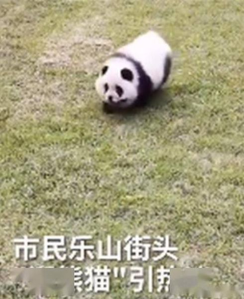 熊猫狗(泰州动物园的熊猫犬到底是怎么来的)