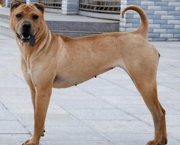 熊皮沙皮犬(这名字太形象了吧)