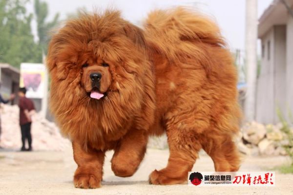 燕京獒园(有什么需要注意的吗)