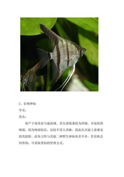 燕子鱼( 它们到底有什么区别)