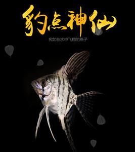 燕鱼网(燕鱼网靠谱吗)